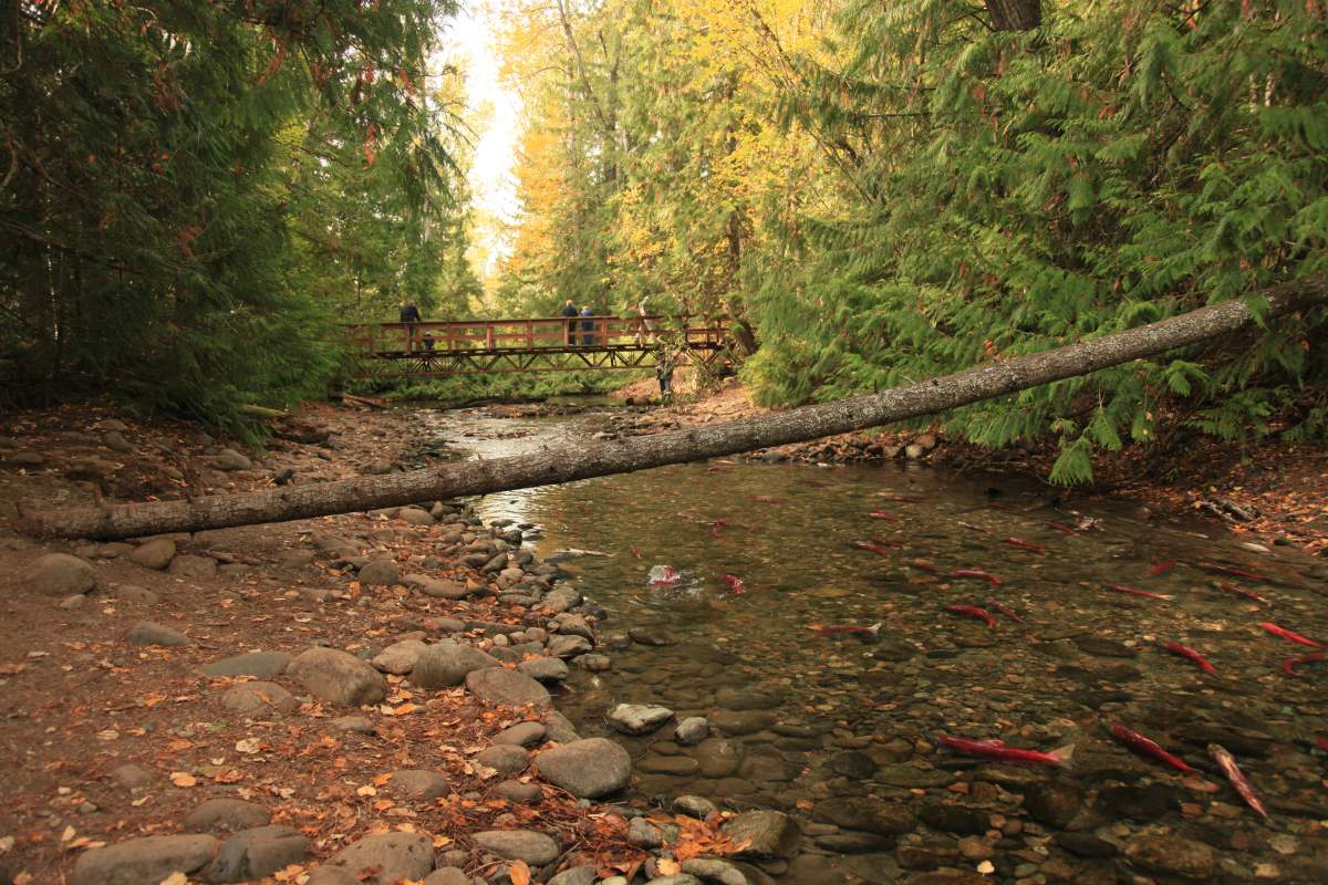Sockeye salmon in Adams River near Shuswap Lake.