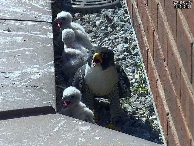 One of four baby peregrine falcons, born earlier last month on a ledge at the Sheraton Hotel, has died.