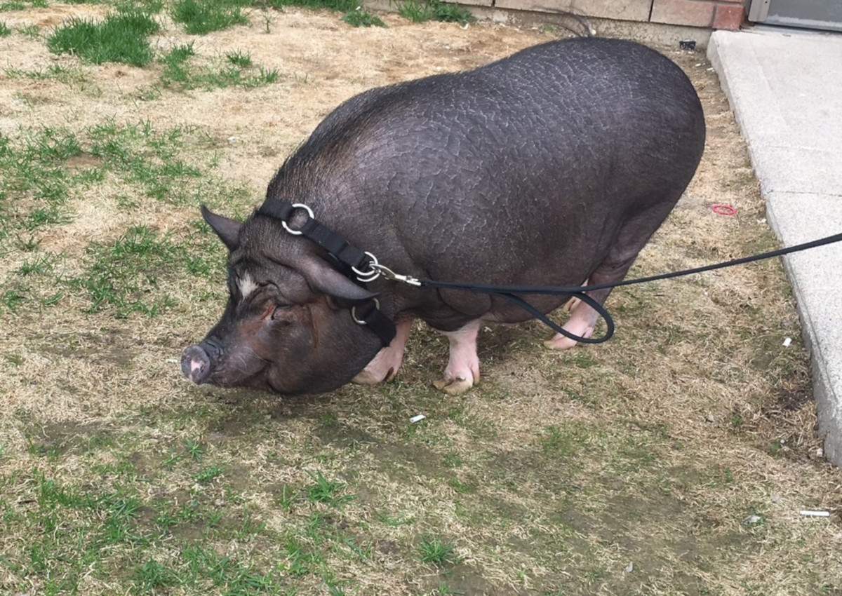 Tracy Baker’s pet pot-bellied pig.