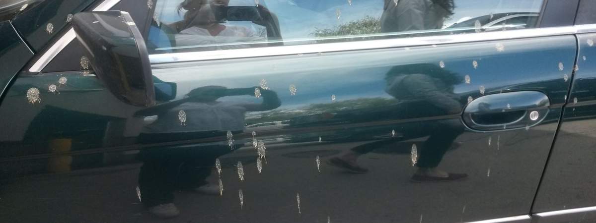 ‘Our car was inundated with liquid poo falling from the sky’: Kelowna driver - image