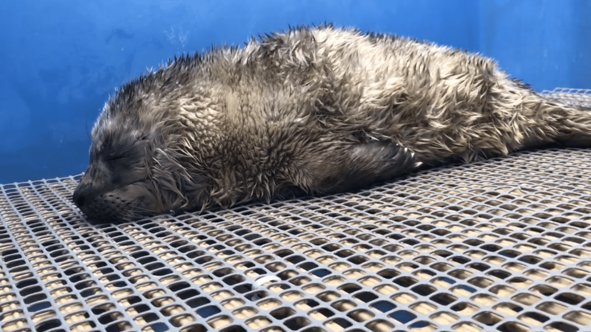 Rescuers watched the pup for most of the day Wednesday before making the decision to bring him to the rescue centre.