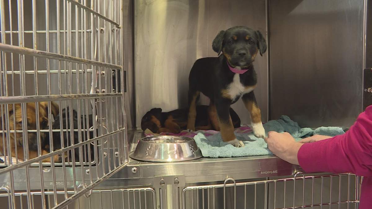 A photo of a puppy recently rescued and brought to Alberta Animal Rescue Crew Society.