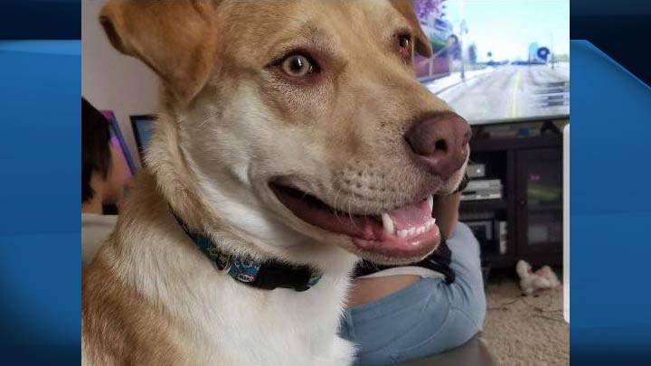 A SPCA spokesperson says the dog had to unlock two doors - one on the kennel and one on the exterior exit - to make his getaway.