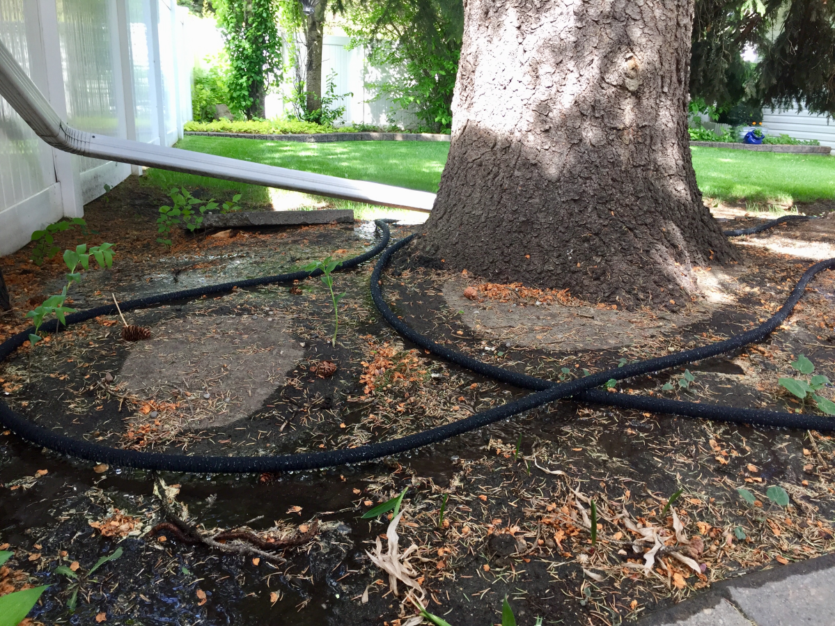 Soaker hose used to slowly water trees.