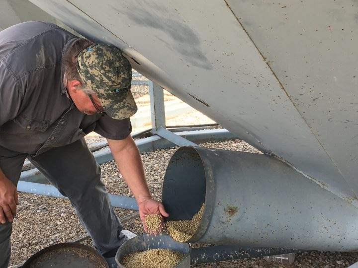 Tim Wickett took a financial hit this winter when railways didn’t have capacity to haul his contracted canola to port.