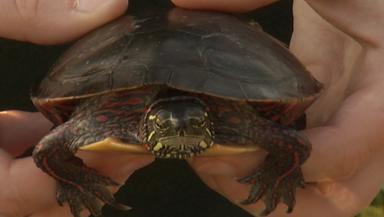 The Ontario Turtle Conservation Centre in Peterborough is one of four projects receiving new provincial funding.