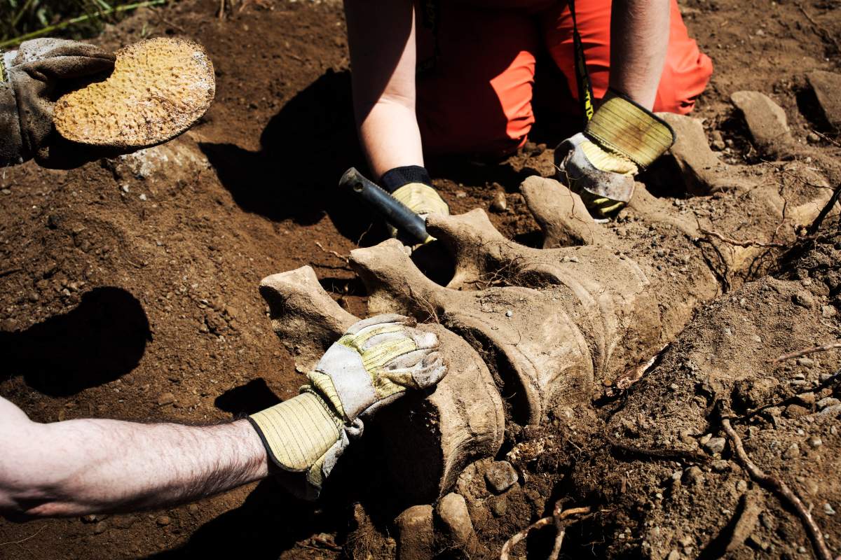Carl Sieber and Diana Lukinuk from Parks Canada dig for the bones of a grey whale that was buried at the Alberni-Clayoquot Regional District's West Coast Landfill on Thursday, May 31, 2018. 