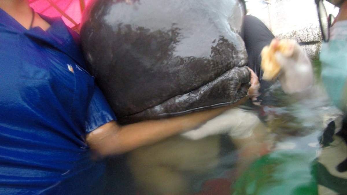 A whale found to have swallowed up to 80 plastic bags is seen in Songkhla, Thailand, in this still image from a June 1, 2018 video footage by Thailand’s Department of Marine and Coastal Resources.