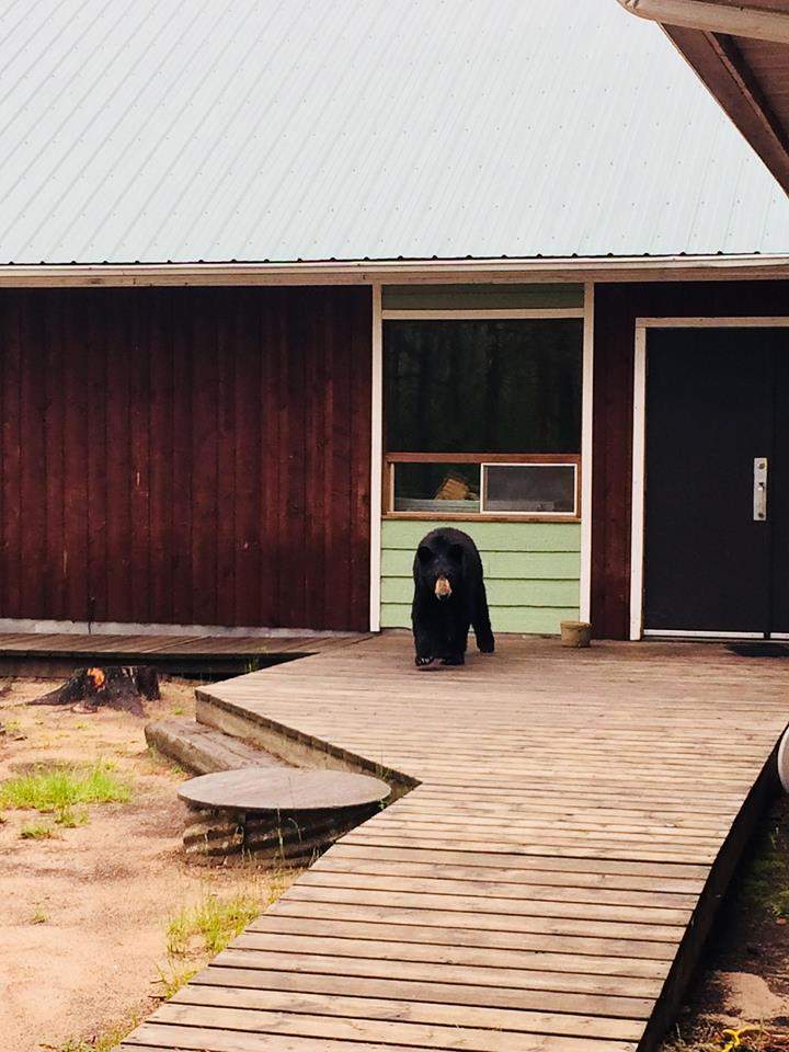 Lanigan woman survives bear attack at Saskatchewan lake - image