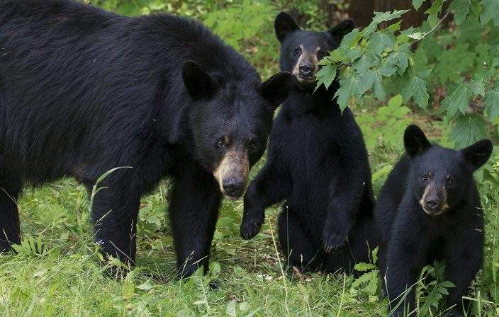 File - A black bear sow and her two cubs stand in a forest clearing .