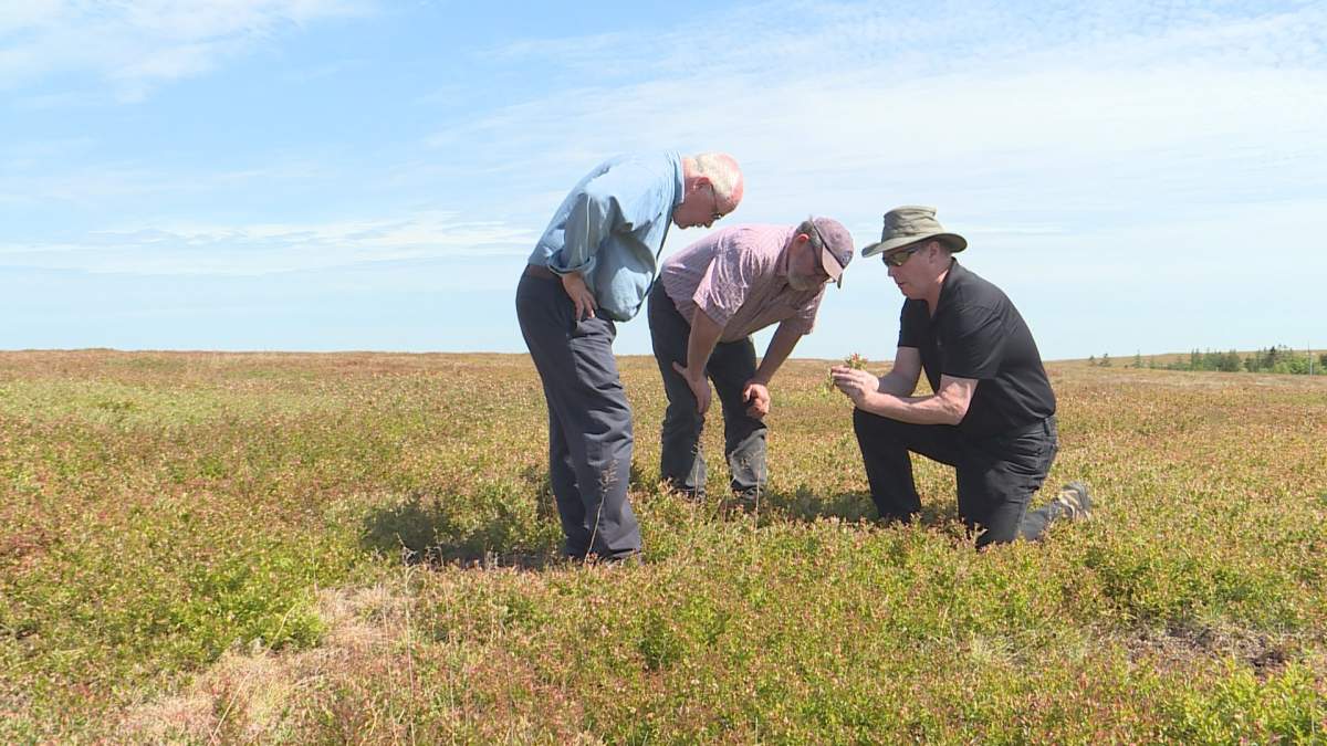 Officials estimate that crop loss this year is probably in the range of 50 to 60%.