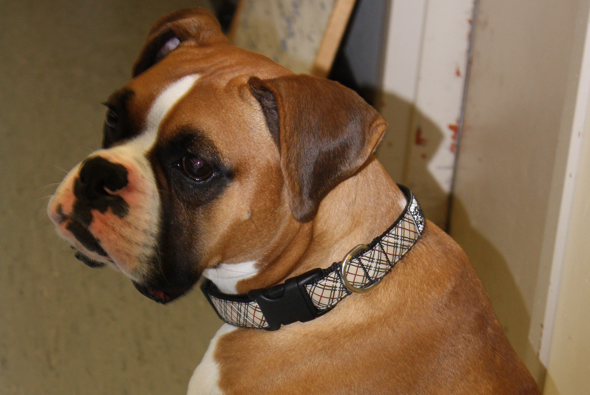 Cedric, formally known as Tank, has now put on weight and is fitting into his new home. Photo provided by BC SPCA.