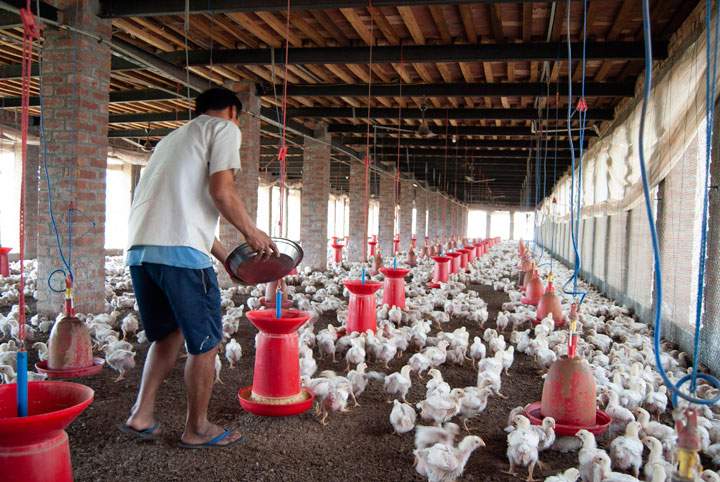 Jhaman Singh walks through a small-scale poultry farm is shown in Amritsar, India, April 16, 2018. Singh says through a translator that a doctor comes and administers medicine if the chickens get sick.