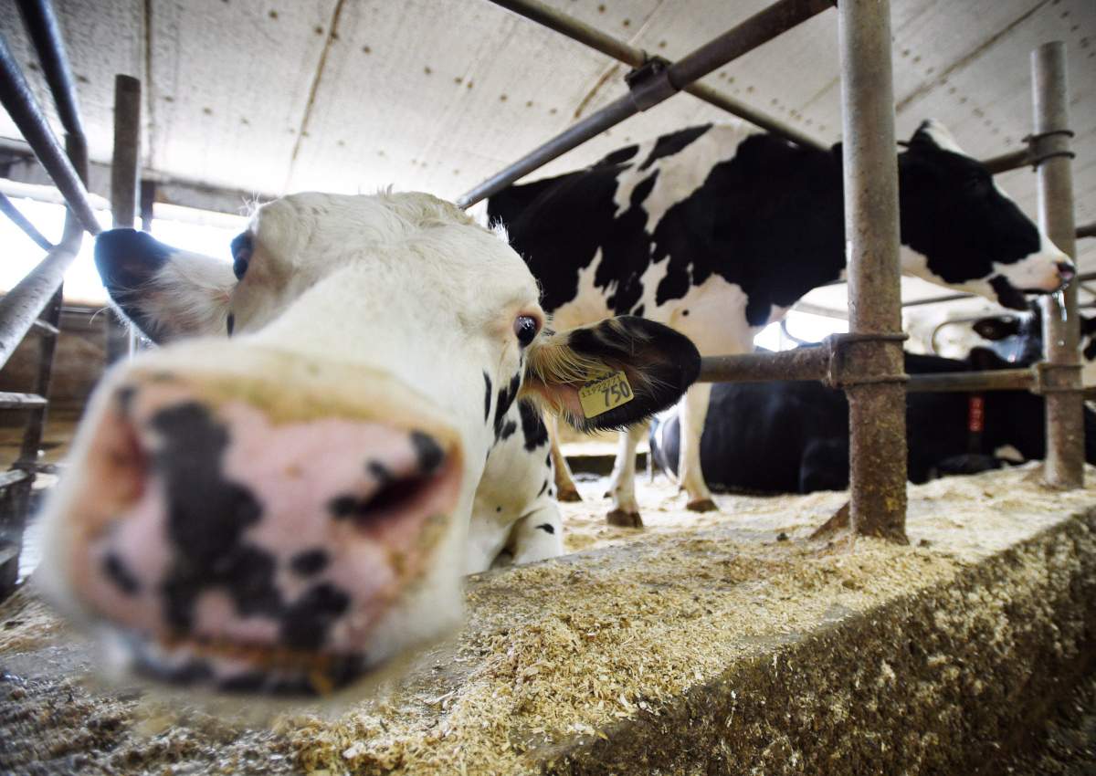 Dairy cows are shown in a barn on a farm in Eastern Ontario on Wednesday, April 19, 2017. 