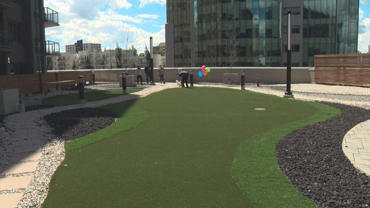 Dogs enjoy the sights above the Mayfair on Jasper.