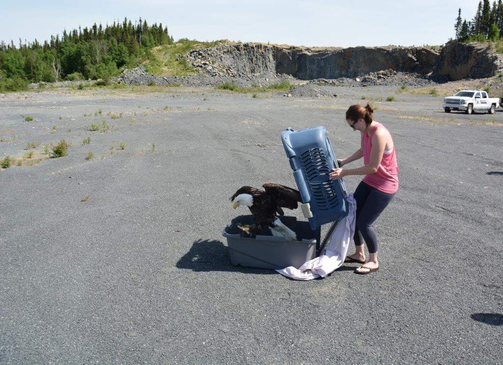 Slushie was released on June 19 in Lynn Lake.