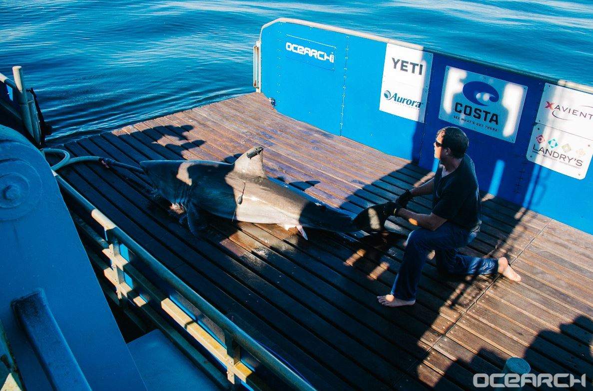 George the Shark is seen in this undated file photograph. 