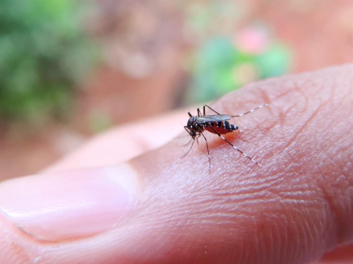 7 types of bug bites Canadians can expect this summer - image
