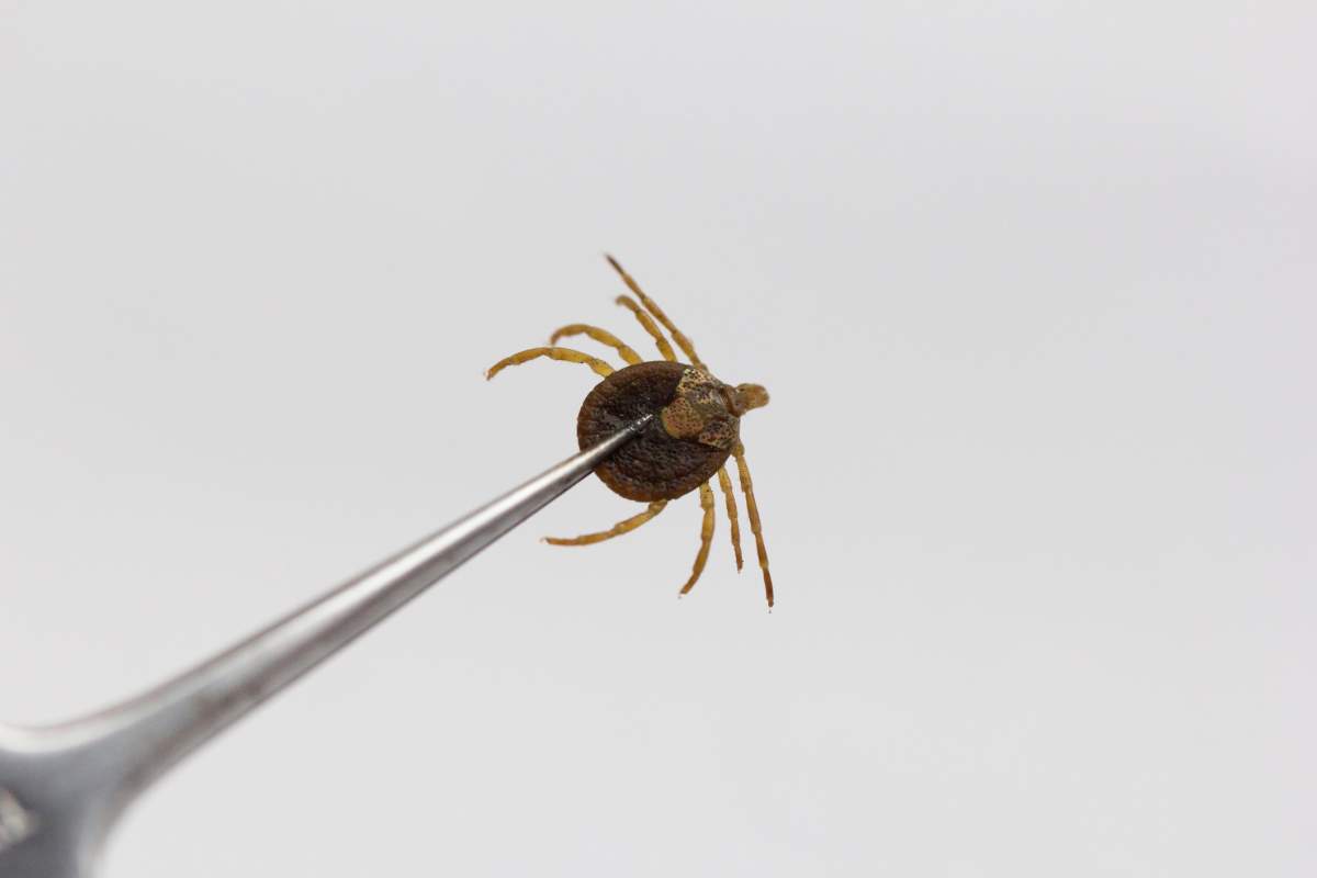 7 types of bug bites Canadians can expect this summer - image