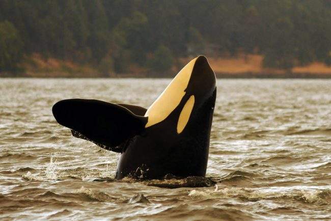 Endangered orca believed dead off B.C. coast, bringing population down to 75 - image