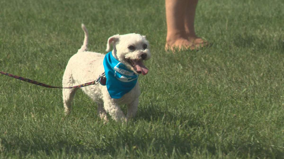 A dog shown during Edmonton's annual Pets in the Park event supporting the Edmonton Humane Society at Hawrelak Park.