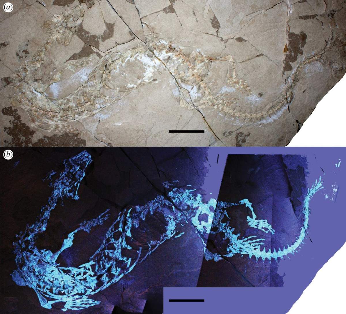 The Primitivus manduriensis dinosaur.