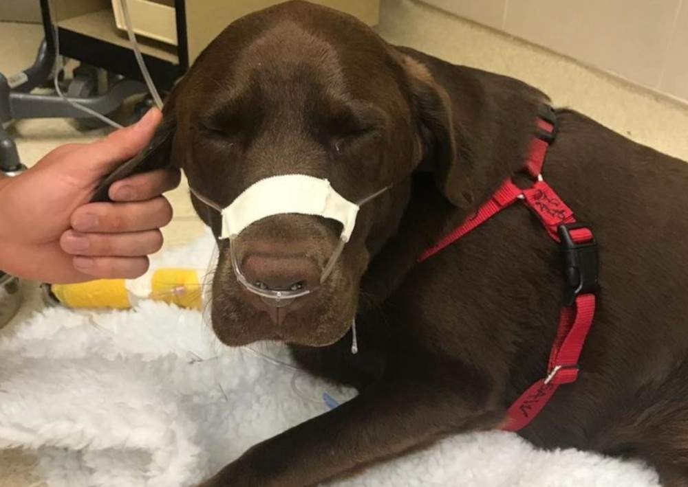 Rosie the dog.