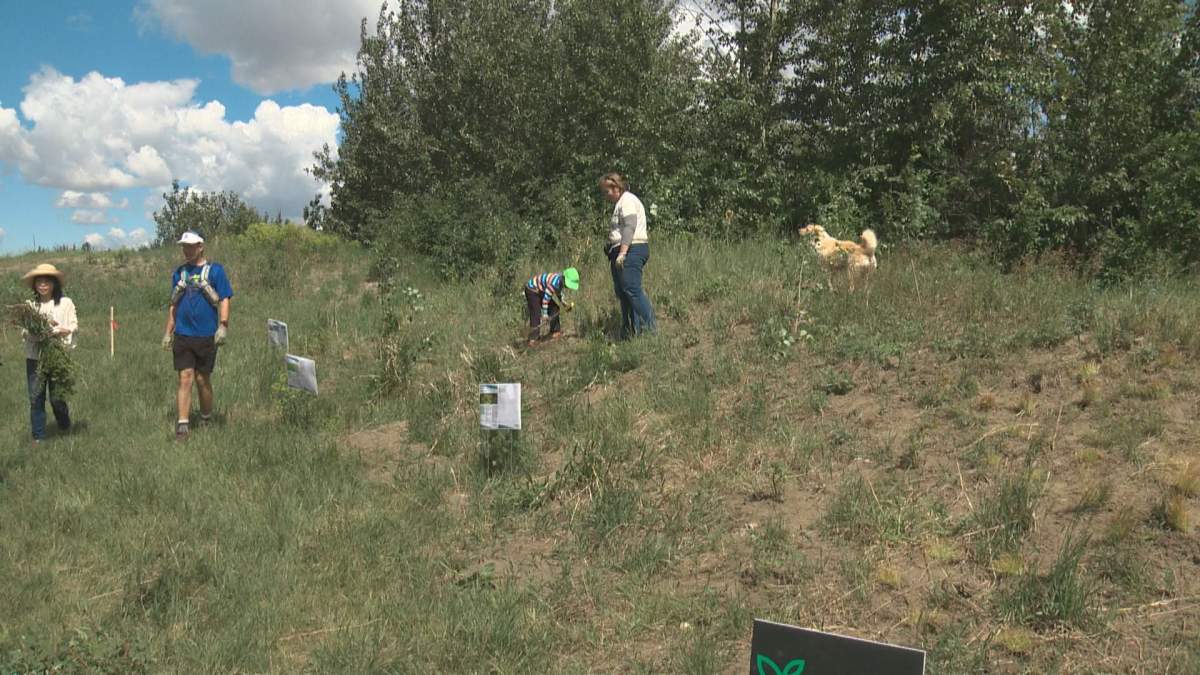 Edmonton dog owners being asked to help fight noxious weed - image