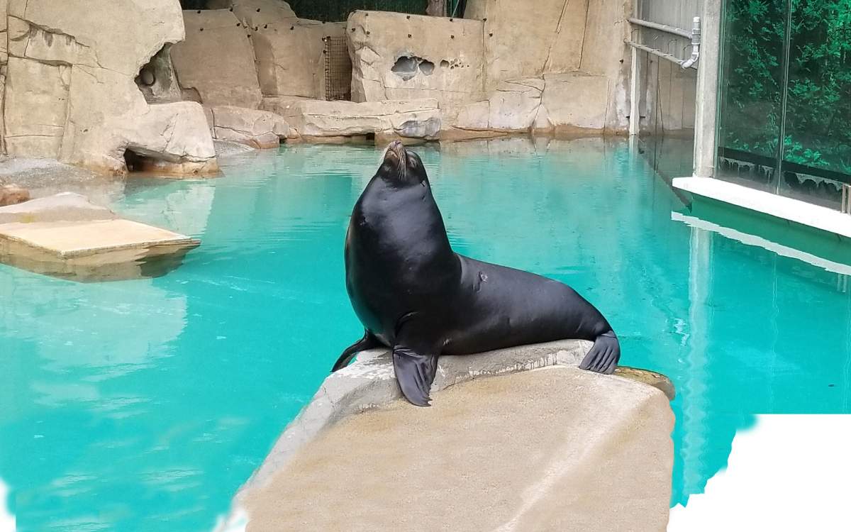Señor Cinco, a sea lion at the Vancouver Aquarium.