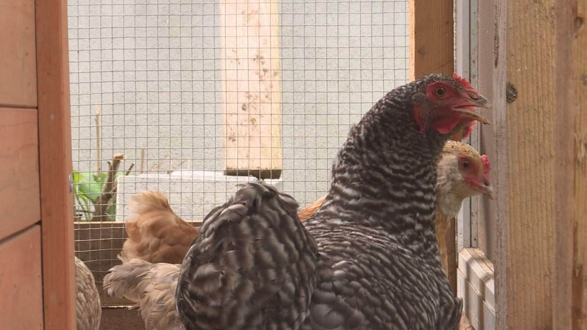 The Thorpes have one month to get rid of their backyard chickens.