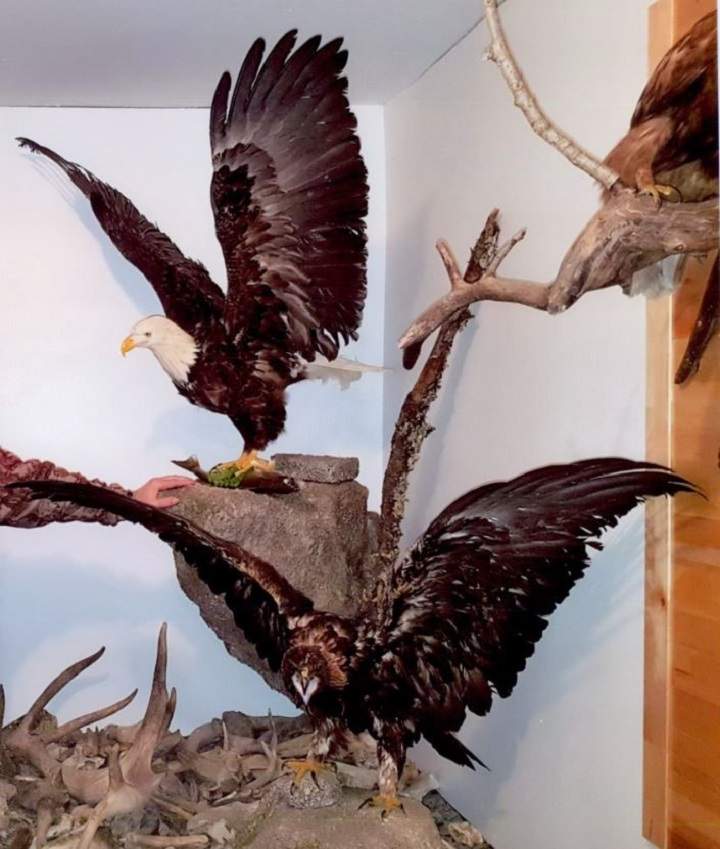 A golden eagle, a bald eagle, a rough legged hawk, a great horned owl and a fawn are some of the items that were stolen.