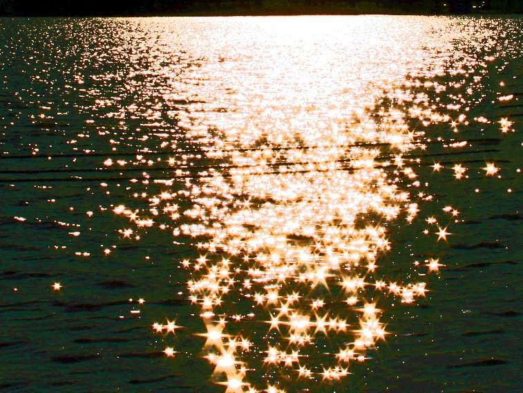Hamilton Conservation Authority ecologists have been investigating the death of carp at Valens Lake.