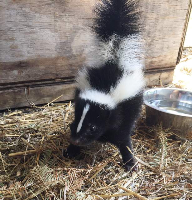 Baby skunk