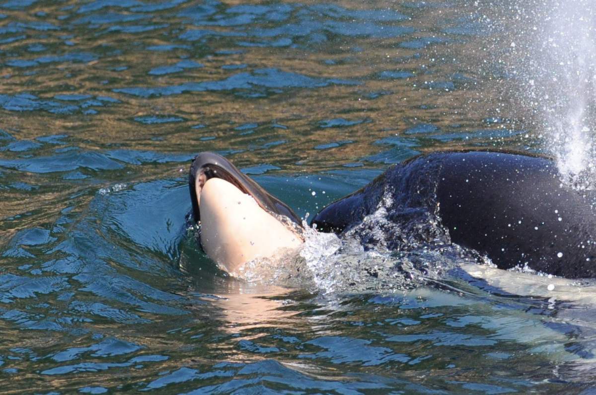 A female killer whale is seen in the waters off Vancouver Island pushing the body of her newborn calf in this July 25, 2018, handout photo.