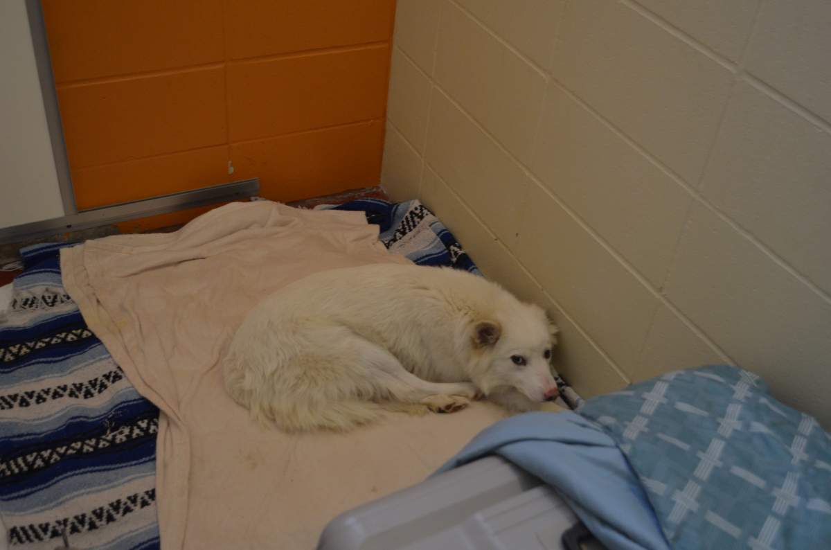 One of 46 neglected dogs in severe psychological distress seized from a Williams Lake man.