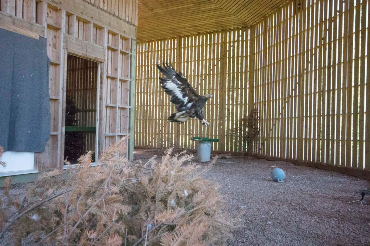A rescued and rehabiltated golden eagle tests out its wing for the first time since May.