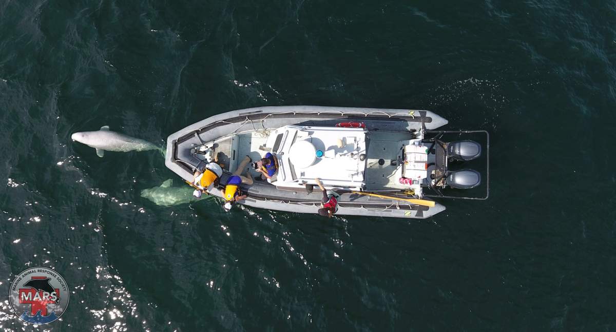 The Marine Animal Response Society and the Whale Stewardship Project assess beluga whales spotted off the coast of Ingonish, N.S.