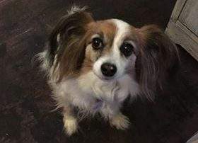 Sookie died on Sunday after coming into contact with what is believed to be blue green algae.