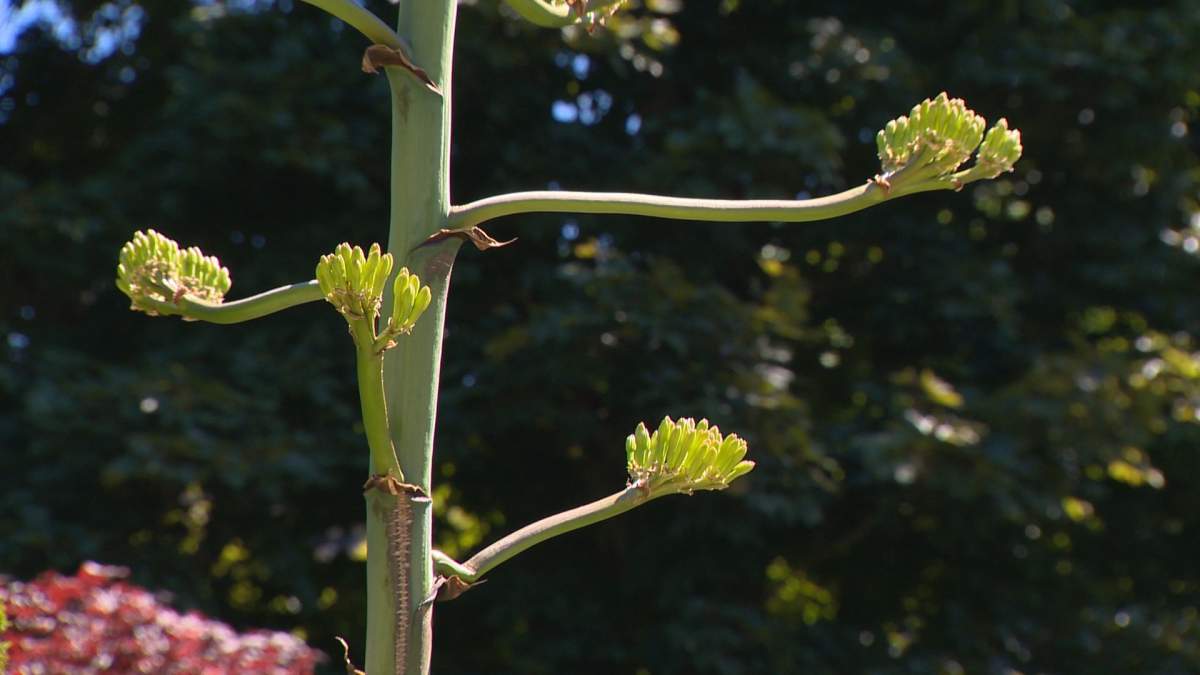 A rare sight has captured the hearts of admirers fascinated with the blooming of a century plant in the Halifax Public Gardens.