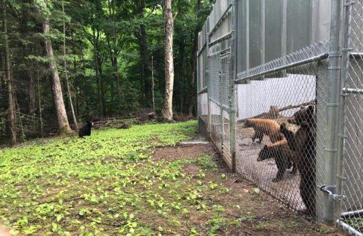 A wild black bear cub visits the Banff bear cubs at an animal sanctuary in Ontario. July 4, 2018.
