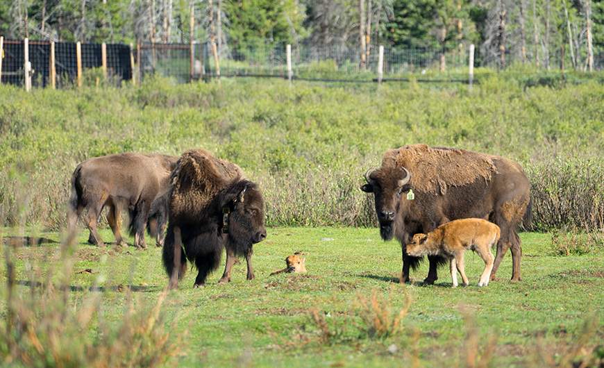 The first bison calves bred and born in Banff National Park in more than 140 years were born this summer.