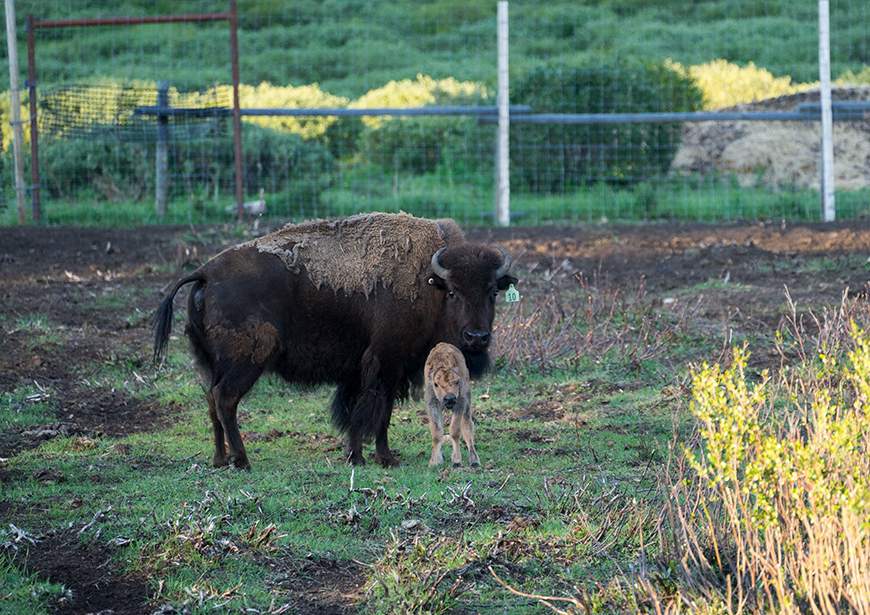 The first bison calves bred and born in Banff National Park in more than 140 years were born this summer.