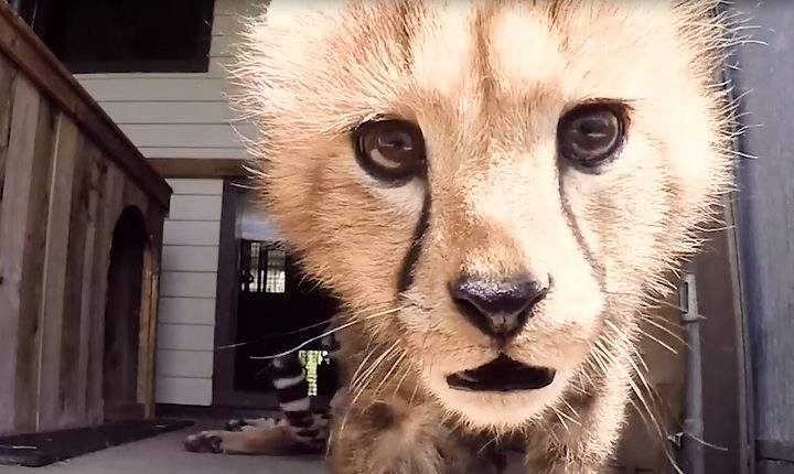 Baby cheetahs make their debut at Parc Safari.