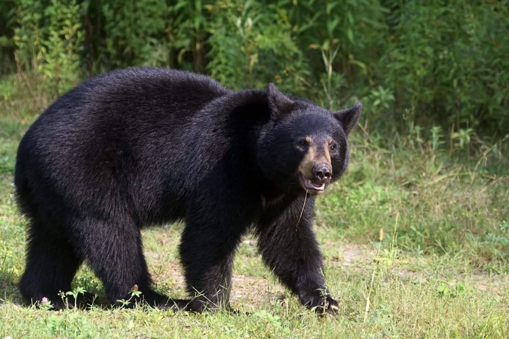 A bear warning has been issued for areas outside of Canmore.