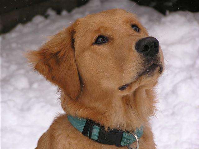 Buddy the retired COPE dog will be celebrating his 13th birthday on August 5.