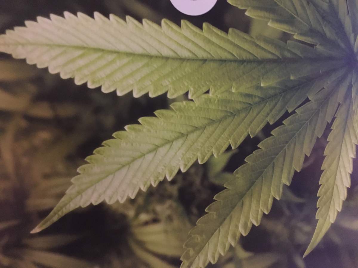 The business community held a discussion on potential impacts of cannabis legalization in Nova Scotia.
