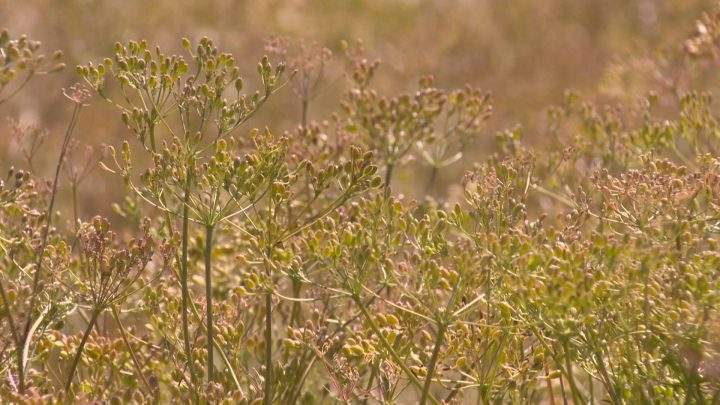 Saskatchewan producers spicing up agriculture with a dash of diversity - image
