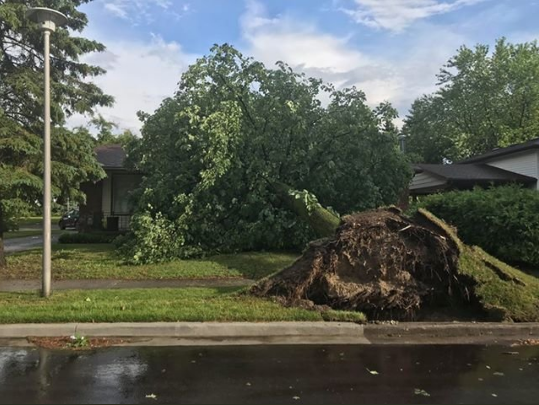 A submitted photo of the toppled tree, before it was cut into pieces and put through a chipping machine.
