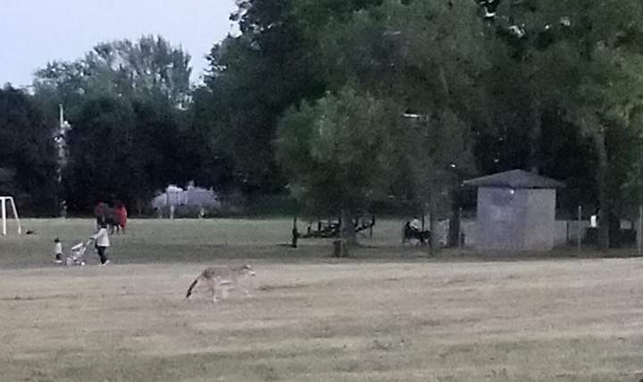 Carlo Danello says he has seen coyotes in des Hirondelles Park. Photo courtesy Kassy Forgione