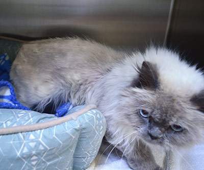 The Ottawa Humane Society said this two-year-old Himalayan cat, named Delilah, was found "emaciated" and "near death" after being abandoned in an apartment for a month. 